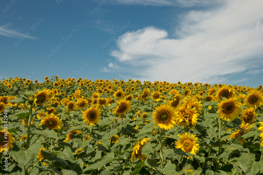 Fototapeta premium Sunflowers taken in North Dakota