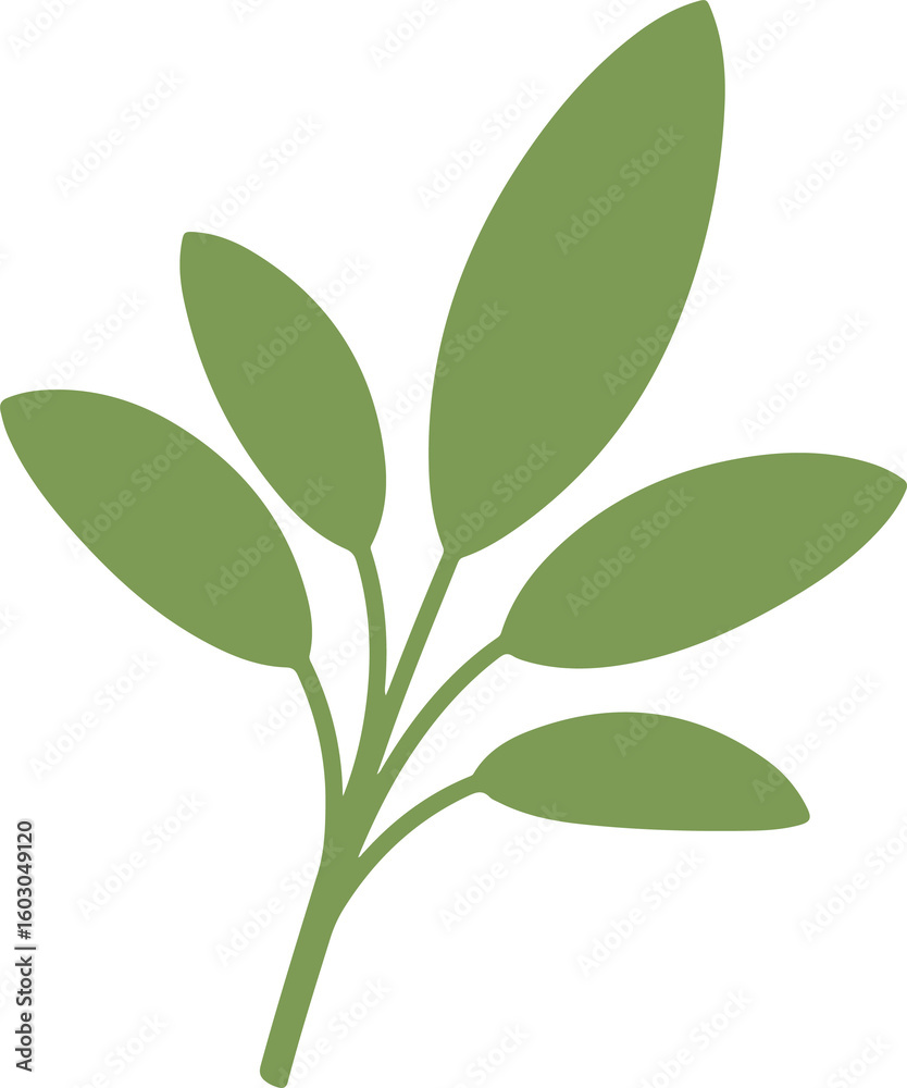 Obraz premium sage leaf