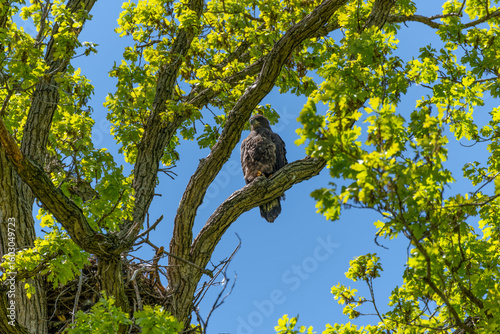 Bald Eaglet Perched On A Tree Branch Near Its Nest In Spring In Wisconsin