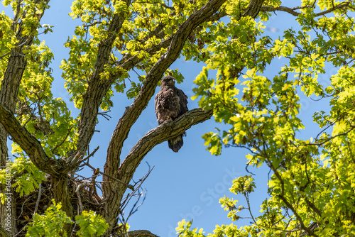 Bald Eaglet Perched On A Tree Branch Near Its Nest In Spring In Wisconsin