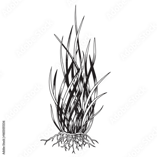 Detailed hand drawn black and white illustration of a clump of grass with roots perfect for nature or botanical themed designs