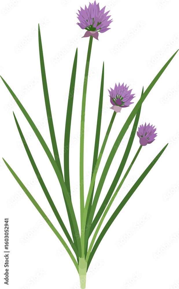 Fototapeta premium chive plant
