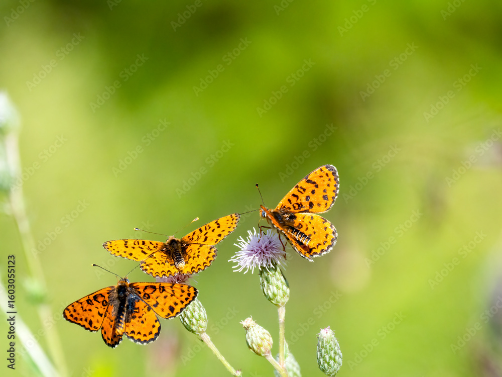 Obraz premium Roter Scheckenfalter (Melitaea didyma)