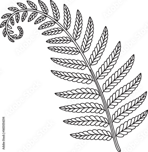 Botanical Fern Frond Illustration: Detailed Line Art of a Curled Fern on a Transparent Backdrop