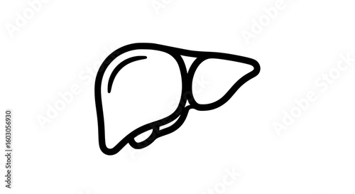Simple outline of human liver for medical or science concepts