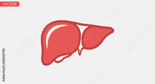 Vibrant red liver icon for health and medical themes