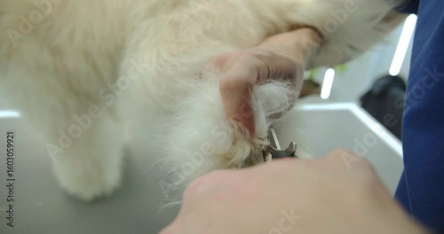 A pet groomer trimming the nails of a Labradoodle dog