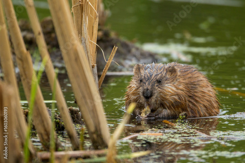 Muskrat eating in marsh taken in southern MN in the wild