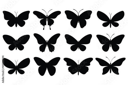 Twelve Black Butterfly Silhouettes white insect