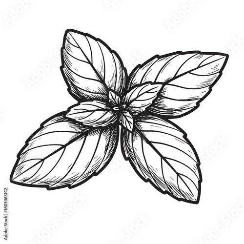 Detailed botanical illustration of a fresh basil sprig depicted in a vintage art style, suitable for culinary and organic concepts.