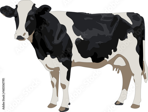 Black and white cattle with calf, funny farm animal vector illustration