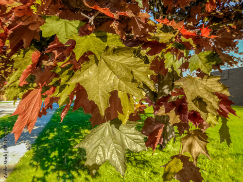  Acer Rubrum Red Maple Tree Leaves On The Branch In Spring