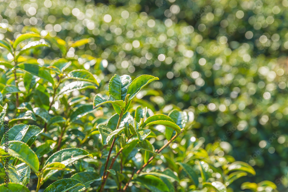Fototapeta premium Green tea leaves in a tea plantation. Green tea plantation harvest time. green tea trees in spring