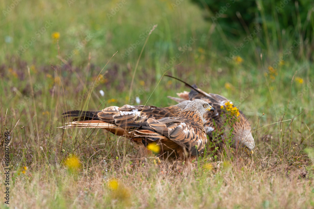 Fototapeta premium Milan royal, Milvus milvus , Red Kite