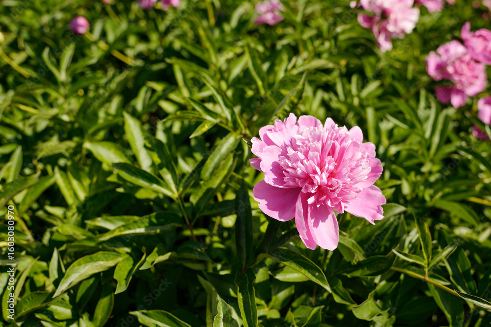 Obraz premium Pink peony flower blooming among green leaves in outdoor garden setting, showing detailed petals and vibrant foliage, capturing natural growth and botanical beauty in sunlight