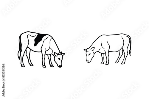 Two cows grazing on a white background cattle livestock