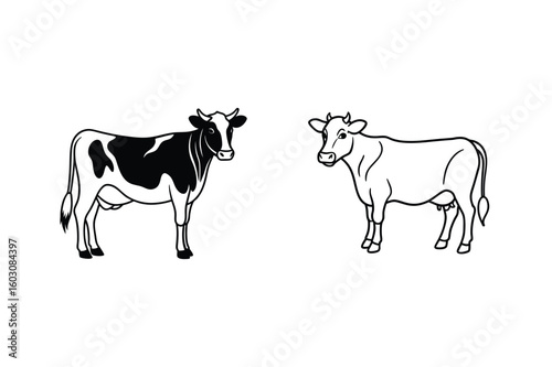 Black and white cows standing cattle bovine