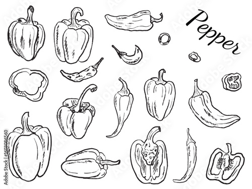 Collection of different pepper kinds, whole, half sliced in black brush stroke texture isolated on white. Hand drawn vector sketch illustration in vintage charcoal ink. Bell pepper, chili pepper