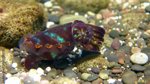Colorful cephalopod in underwater environment
