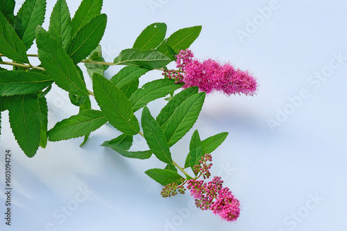 Twigs of flowering spirea on a blue background