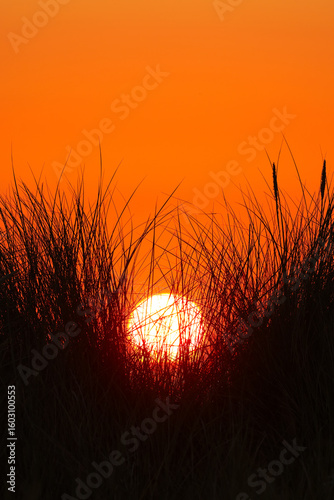 Dunes of Texel, Netherlands, sunrise, peace, warm colors North Sea, Holland, V, Victory