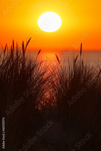 Dunes of Texel, Netherlands, sunrise, peace, warm colors North Sea, Holland, light shines through the grass