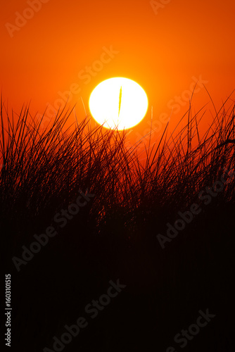 Dunes of Texel, Netherlands, sunrise, peace, warm colors North Sea, Holland, gras in front of the sun, warm sunrise
