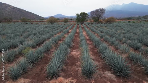 Aerial image of an agave field in Tequila, Jalisco. The drone flies over the field offering us a panoramic view of the agave landscape that is protected by UNESCO can see the Tequila volcano too