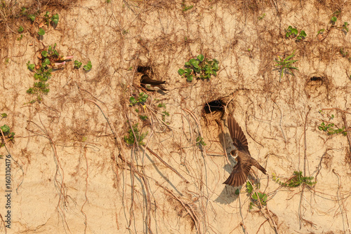 Spread wings, Swallow, wall, breed, brood care, breeding cave, approach