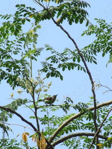 Bird on branch