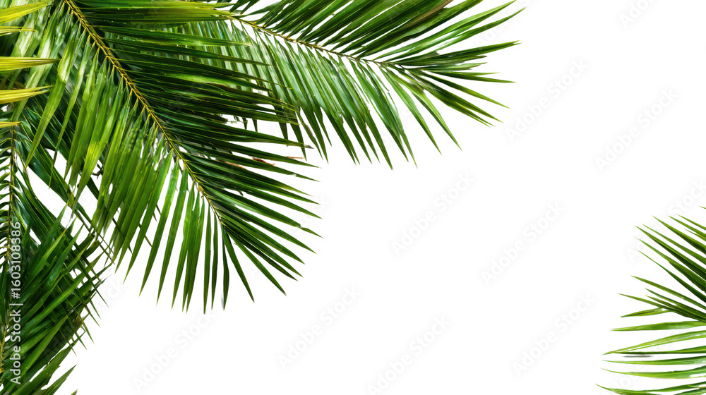 Fototapeta premium Lush green palm leaves against a white isolate background.