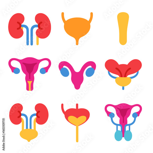 Colorful Organ Icons. Flat vector icons of urinary and reproductive organs: kidneys, bladder, urethra, uterus, ovaries, prostate