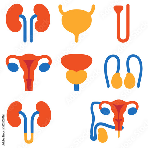 Colorful Organ Icons. Flat vector icons of urinary and reproductive organs: kidneys, bladder, urethra, uterus, ovaries, prostate
