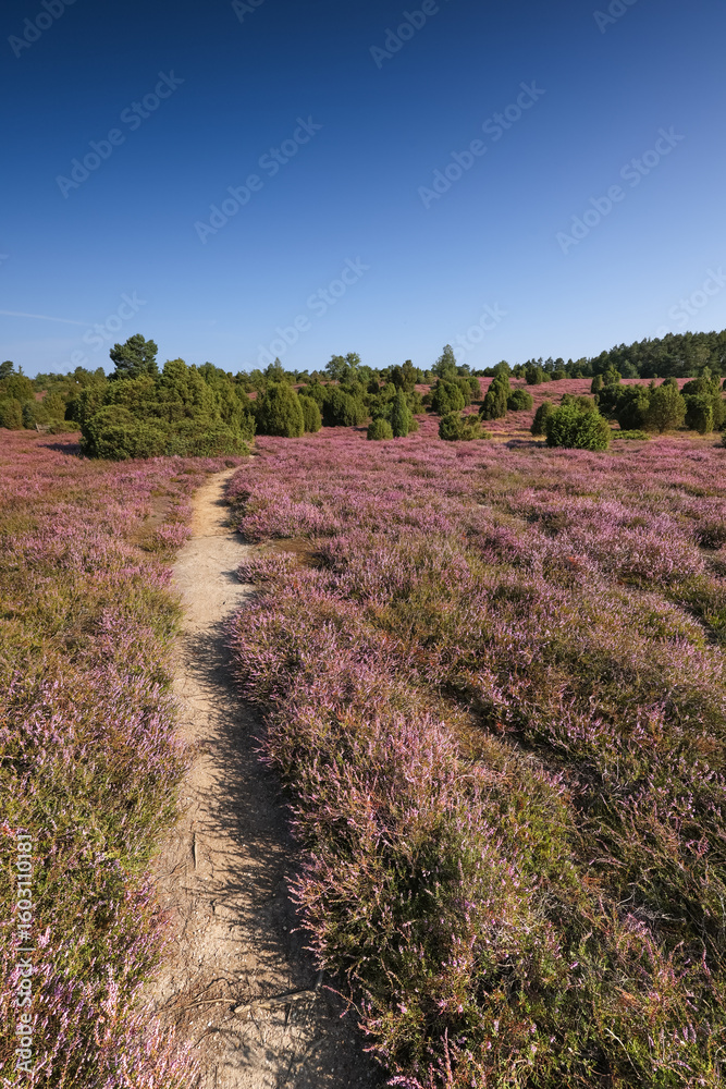 Obraz premium Lüneburgerheide, portrait format of path, Heather plants, nature reserve, Landscape and Countryside, purple, northern Germany, late summer