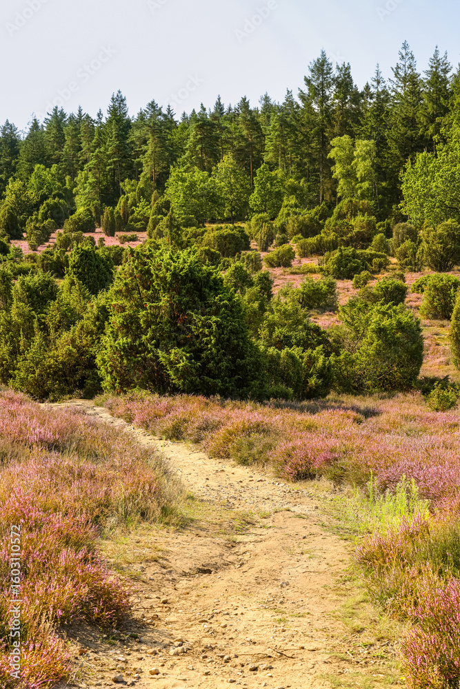 Obraz premium Lüneburgerheide, trail winds through the landscape, Heather plants, nature reserve, Landscape and Countryside, purple, northern Germany, late summer