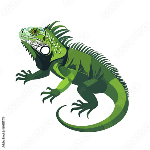 Green Iguana Illustration