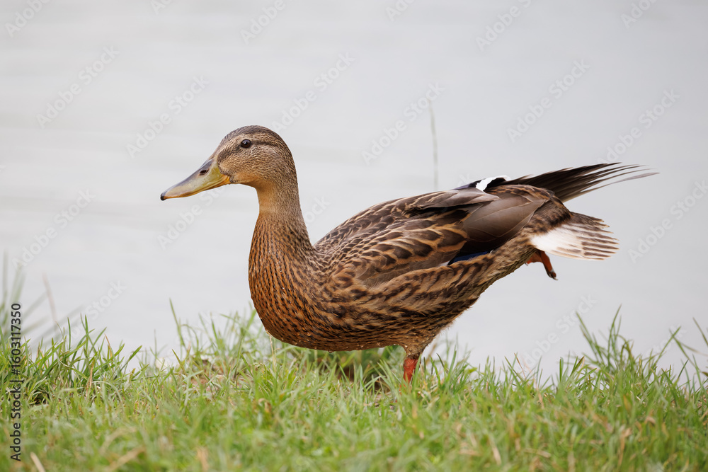 Fototapeta premium duck on the grass