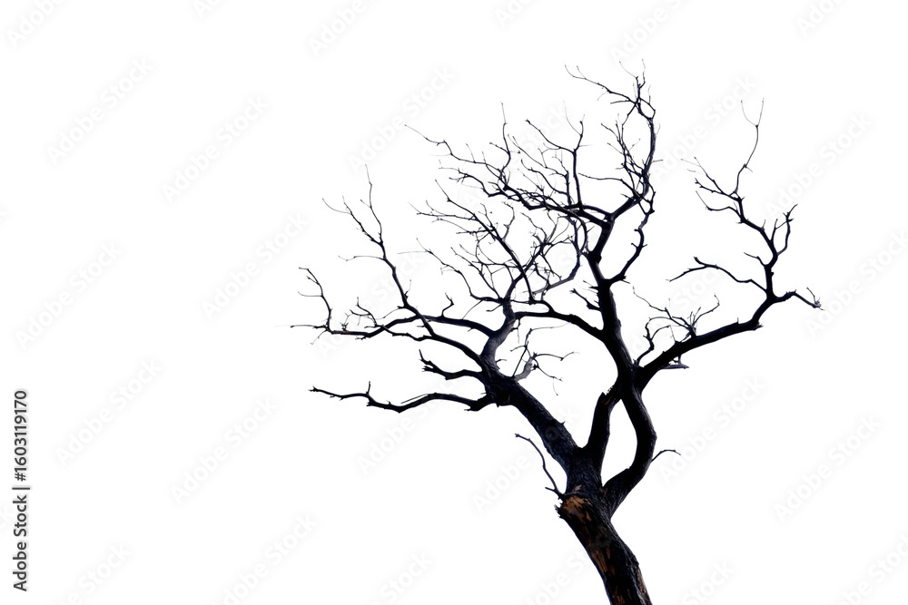 Fototapeta premium black dead tree isolated on white or transparent png 