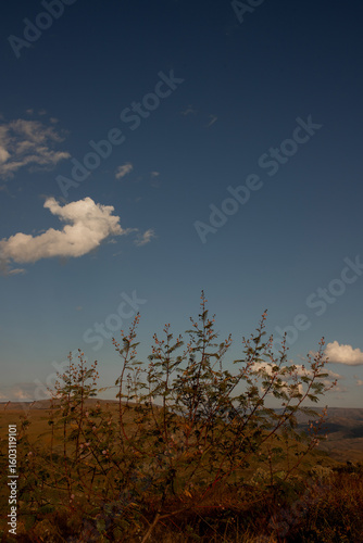 árvore