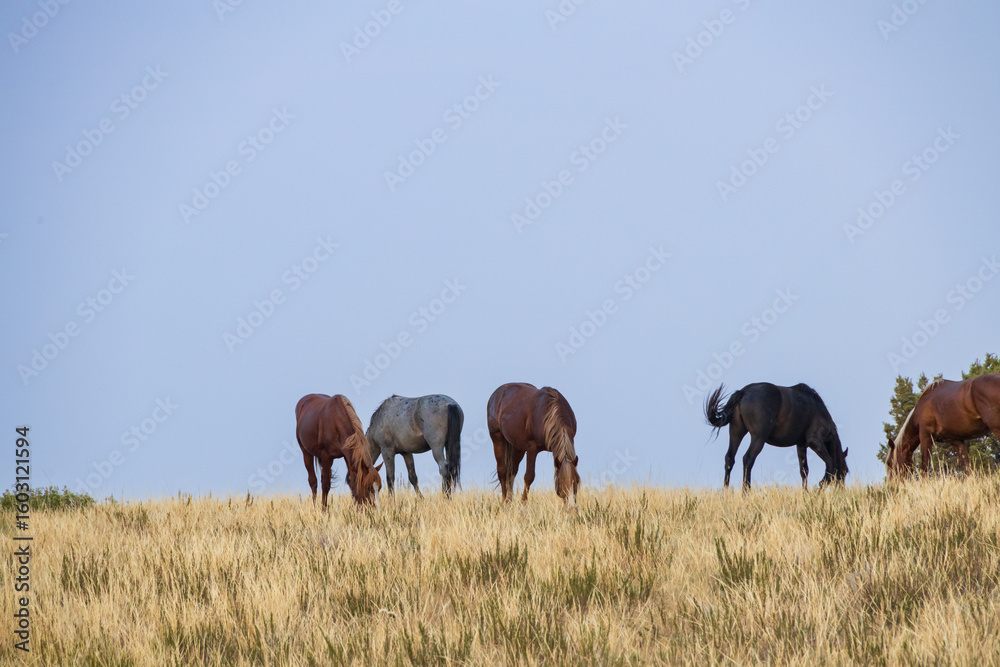 Obraz premium Wild horses at Theodore Roosevelt National Park, North Dakota