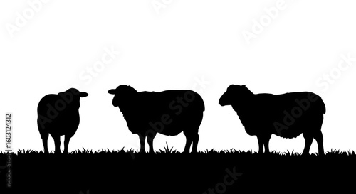 Three sheep silhouetted against a bright background