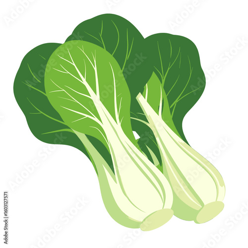 Fresh Bok Choy Vegetables