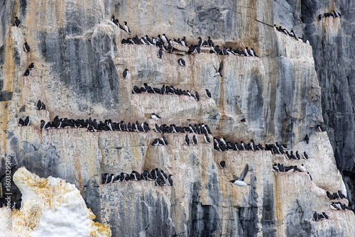 Guillemot de Brünnich au Svalbard