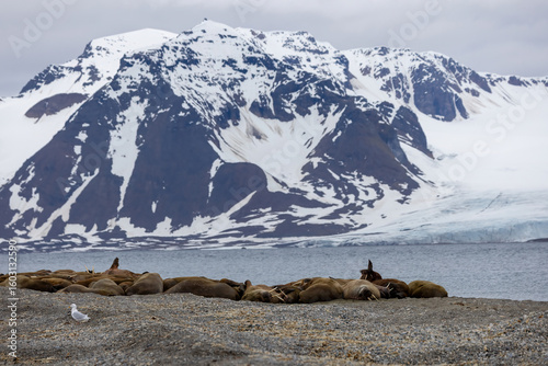Morse au Svalbard