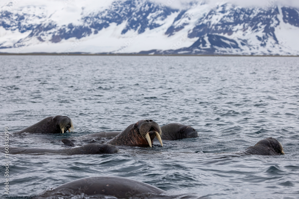 Naklejka premium Morse au Svalbard