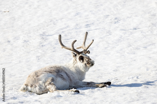 Renne au Svalbard