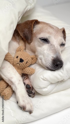 Adorable dog sleeping in bed under white blanket hugging a cute bear toy. Vertical video footage. good night 