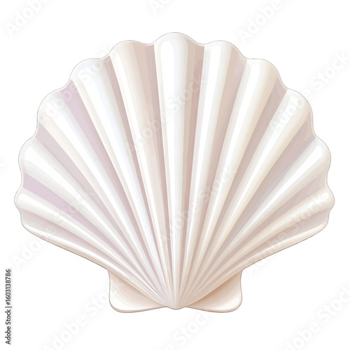 Elegant White Seashell Illustration