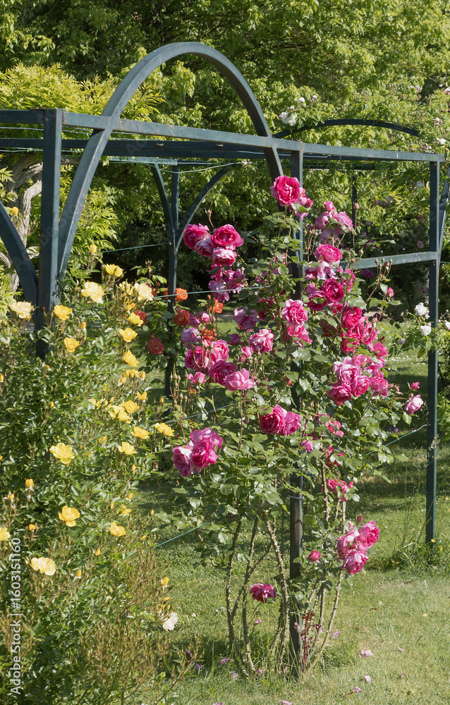 Fototapeta premium Rosiers grimpants sur une structure en métal 