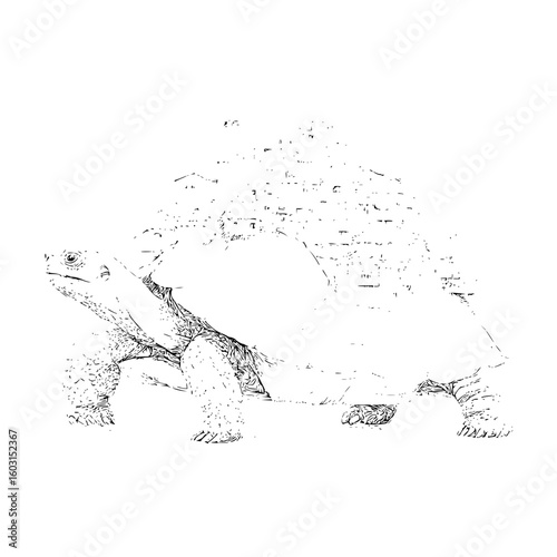 Illustration of a tortoise with detailed shell and textured skin in black and white outline style